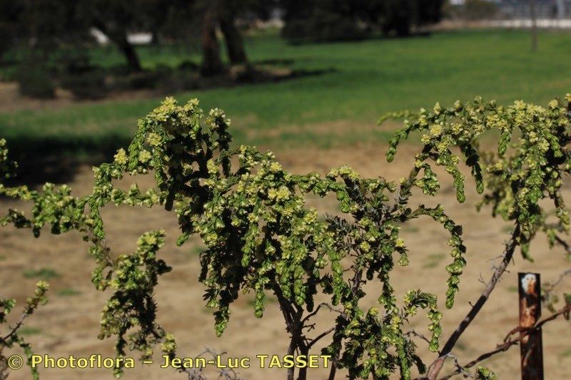 Thymelaea lythroides other