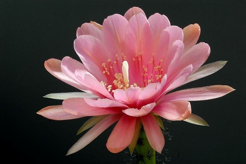 Lobivia cardenasiana — houseplant care guide