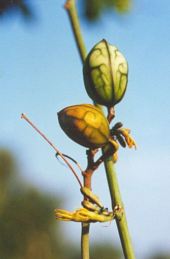 Adenia lobata fruit