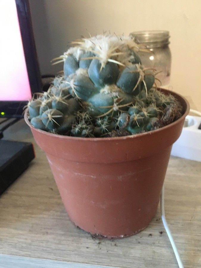 Mammillaria nivosa flower