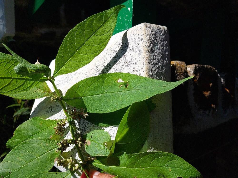 Buddleja axillaris — search result for 'Buddleja'
