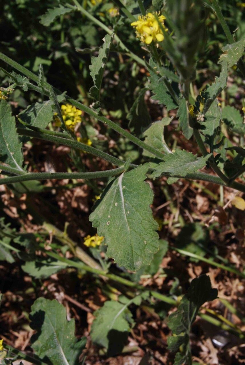 Sinapis pubescens — related species from the same genus
