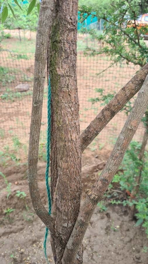 Bolusantuhus speciosus bark