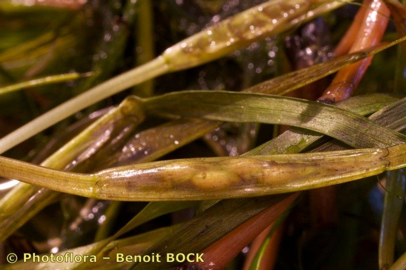 Zostera noltei fruit