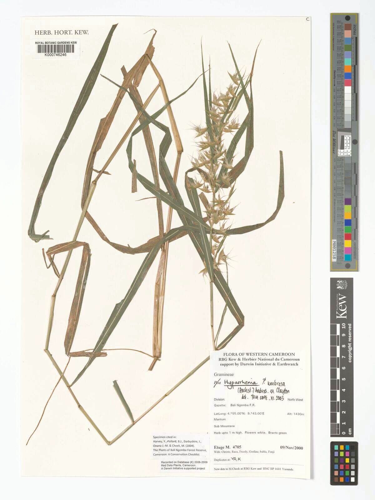 Hyparrhenia umbrosa — houseplant care guide