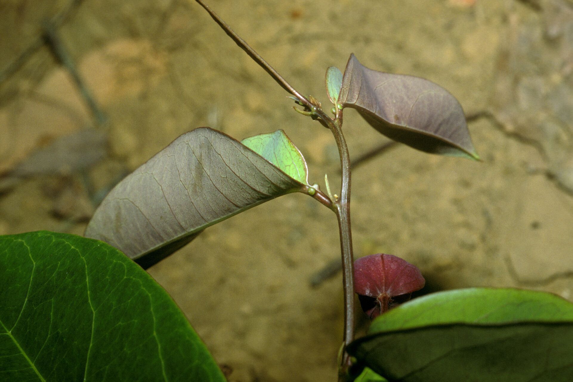 Passiflora gabrielliana leaf