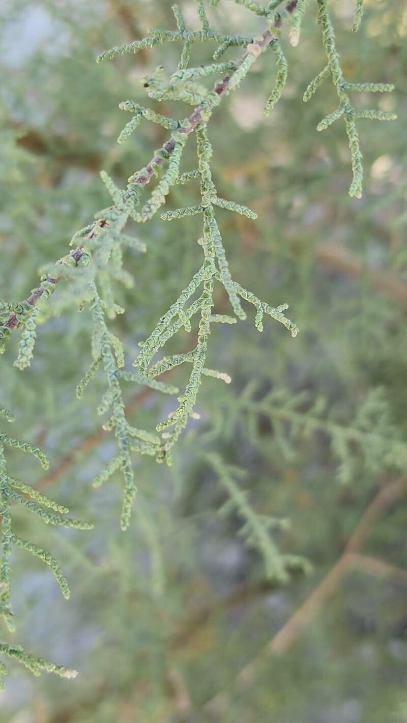 Tamarix macrocarpa — search result for 'Tamarix'