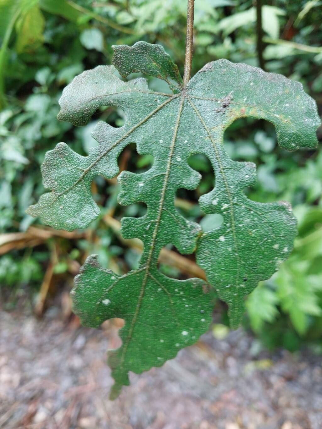 Ficus pachyclada leaf