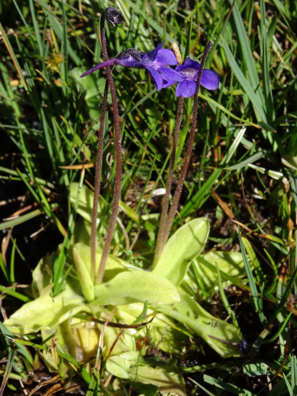 Pinguicula x scullyi — houseplant care guide