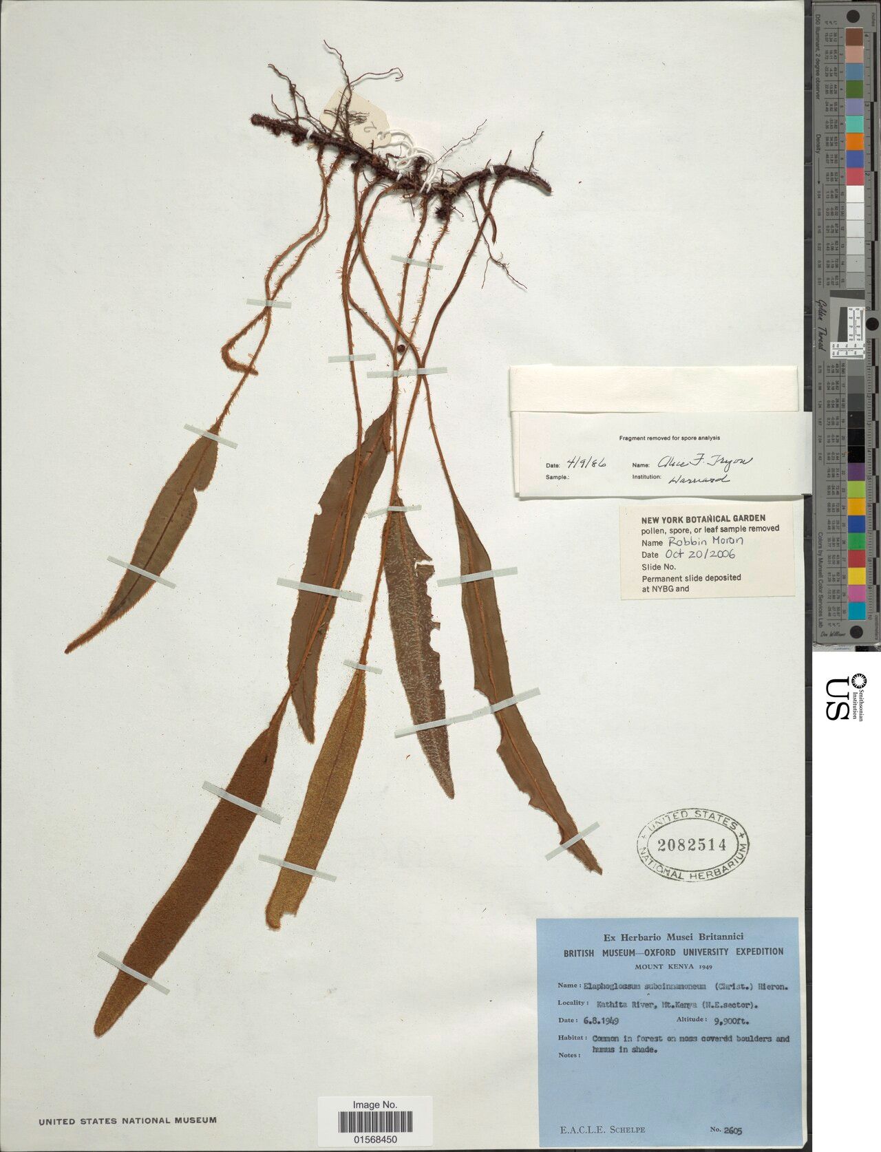 Elaphoglossum subcinnamomeum — houseplant care guide