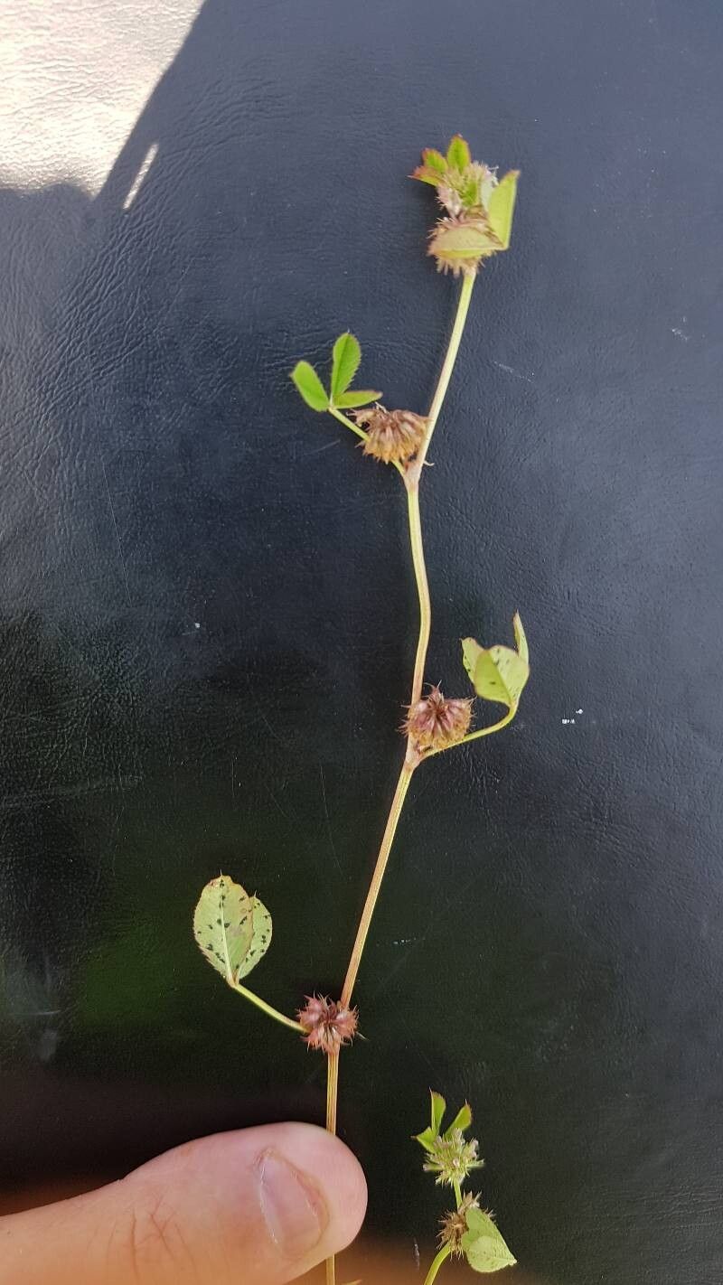 Trifolium cernuum — houseplant care guide