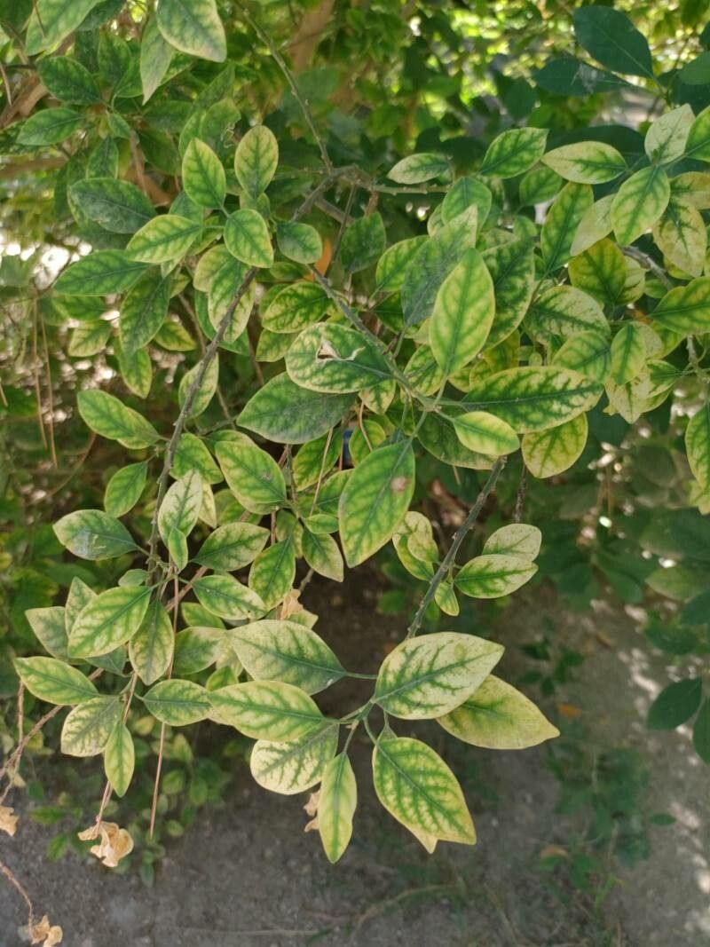 Clutia pulchella leaf