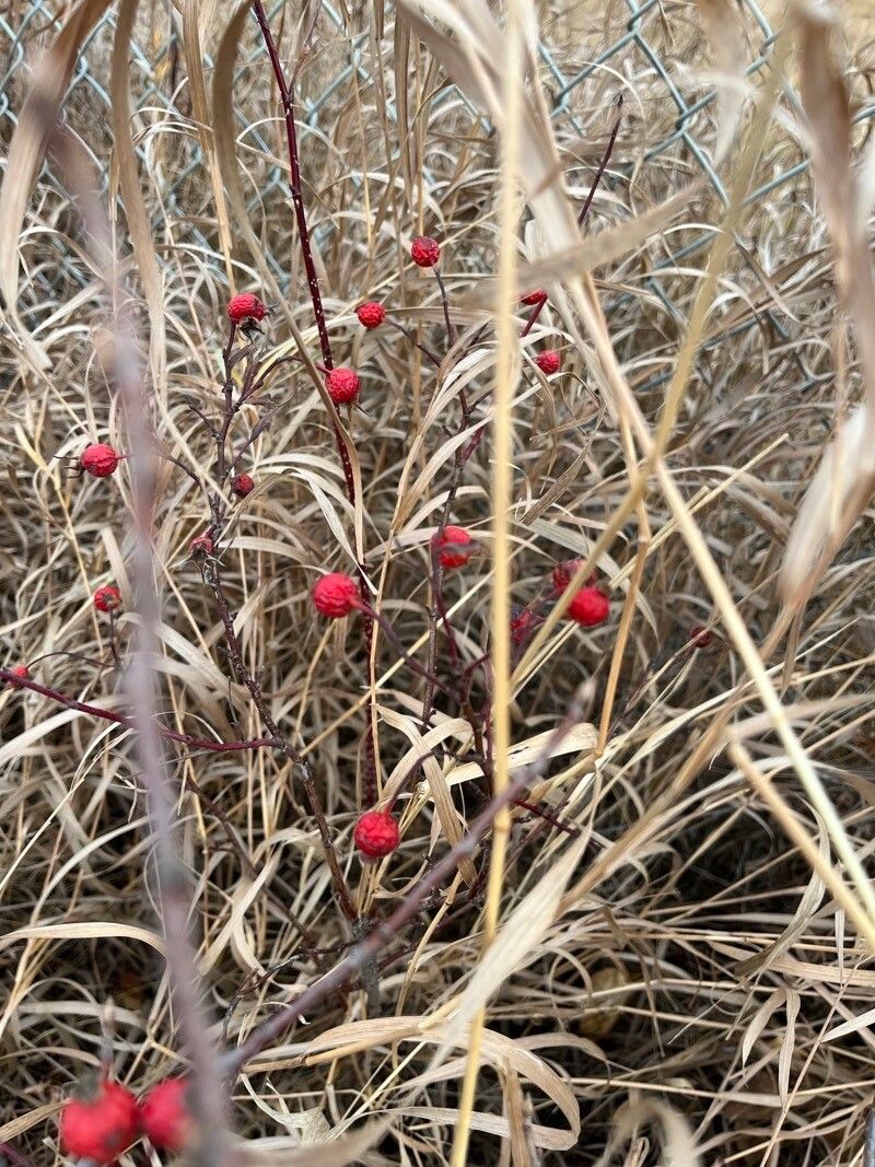 Rosa palustris fruit