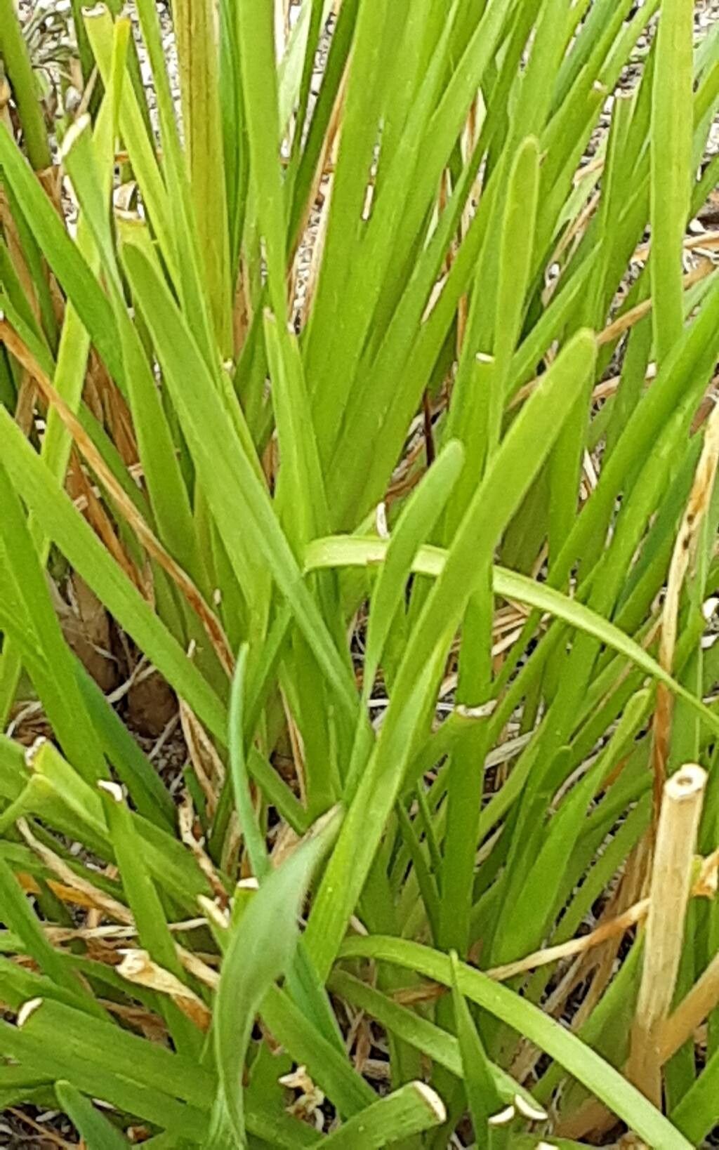 Allium burjaticum — houseplant care guide