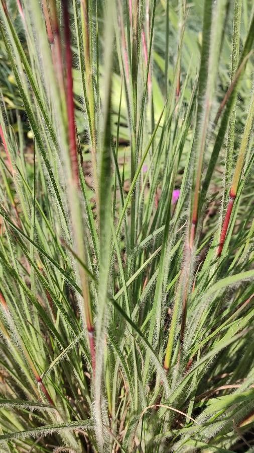 Danthonia unispicata bark