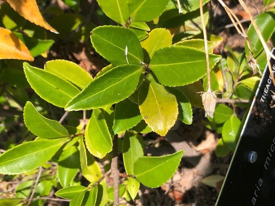 Pyrenaria microcarpa — houseplant care guide