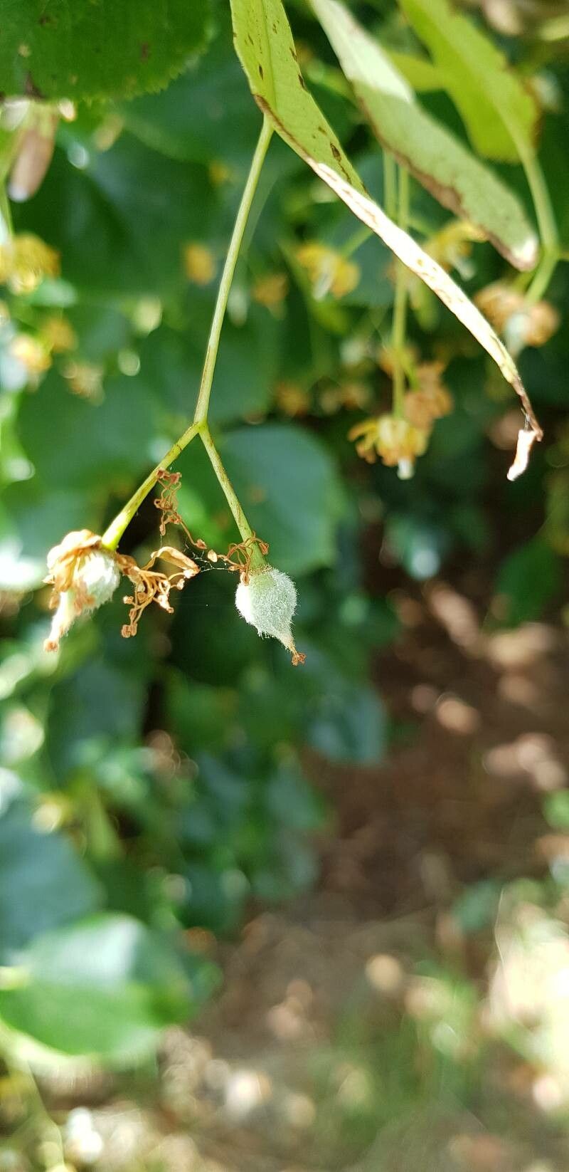 Tilia dasystyla fruit