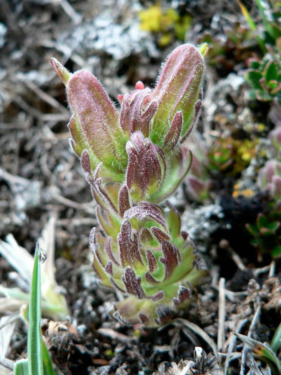 Castilleja nubigena leaf