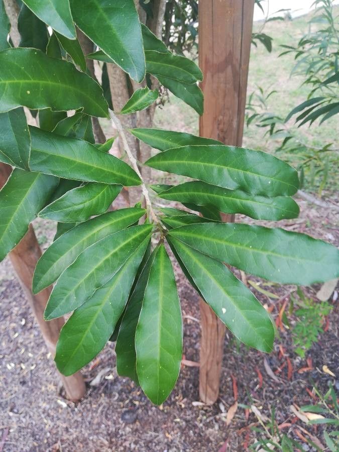 Oxera sulfurea — houseplant care guide