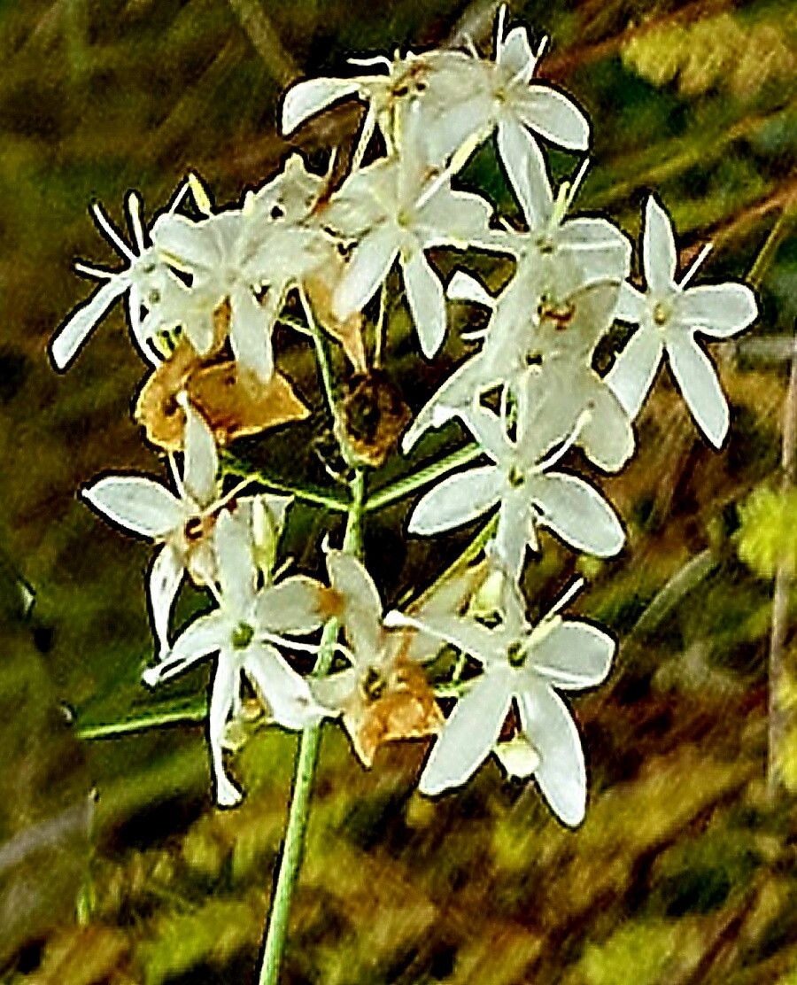 Sabatia difformis — houseplant care guide