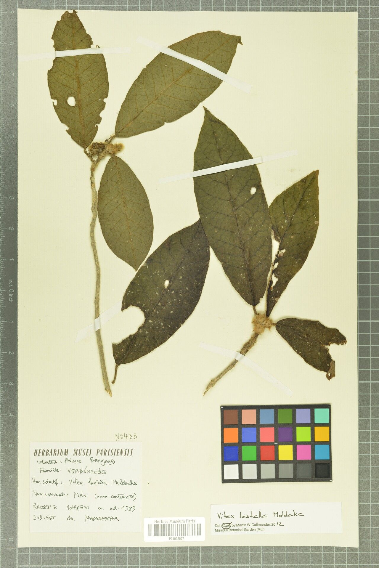 Vitex lastellei — houseplant care guide