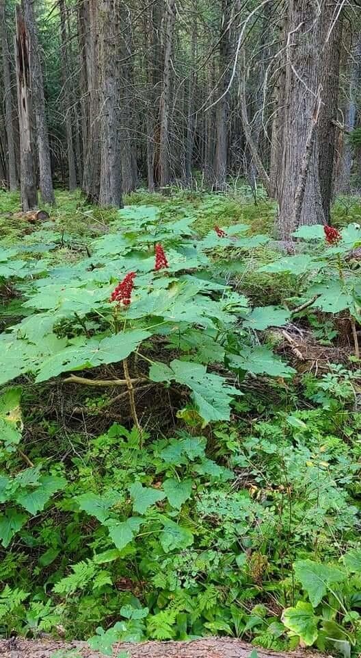 Oplopanax horridus fruit
