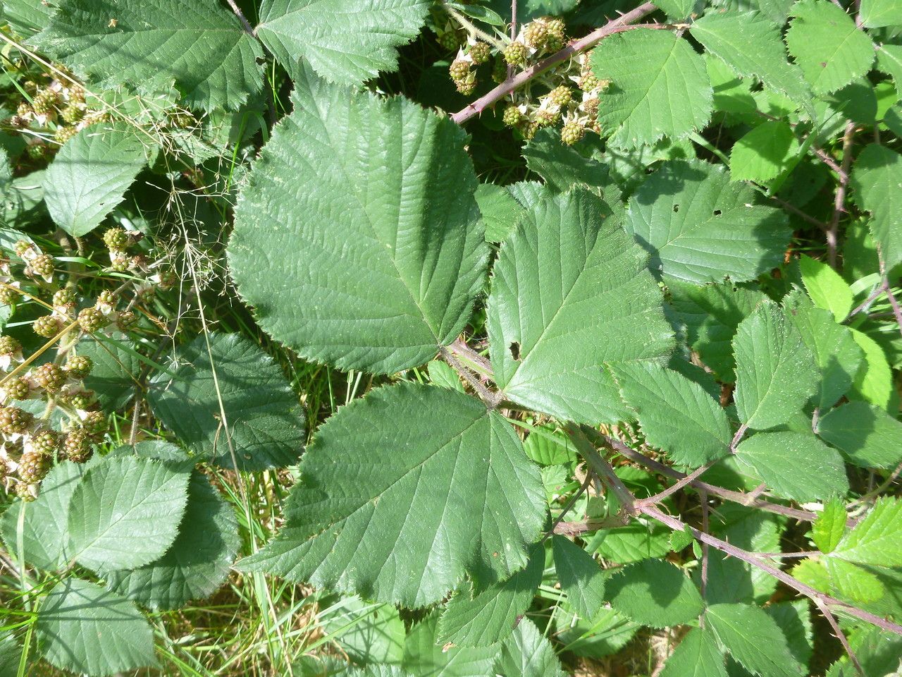 Rubus guestphalicus — houseplant care guide