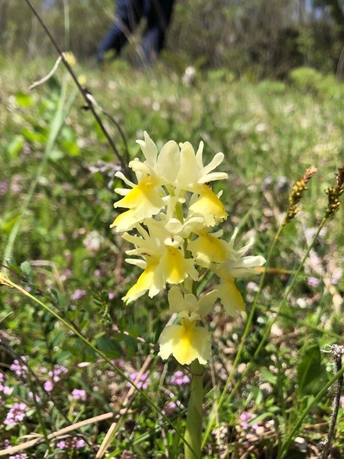 Orchis pauciflora flower