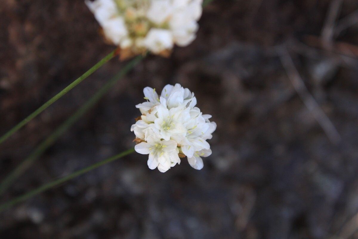 Armeria villosa flower