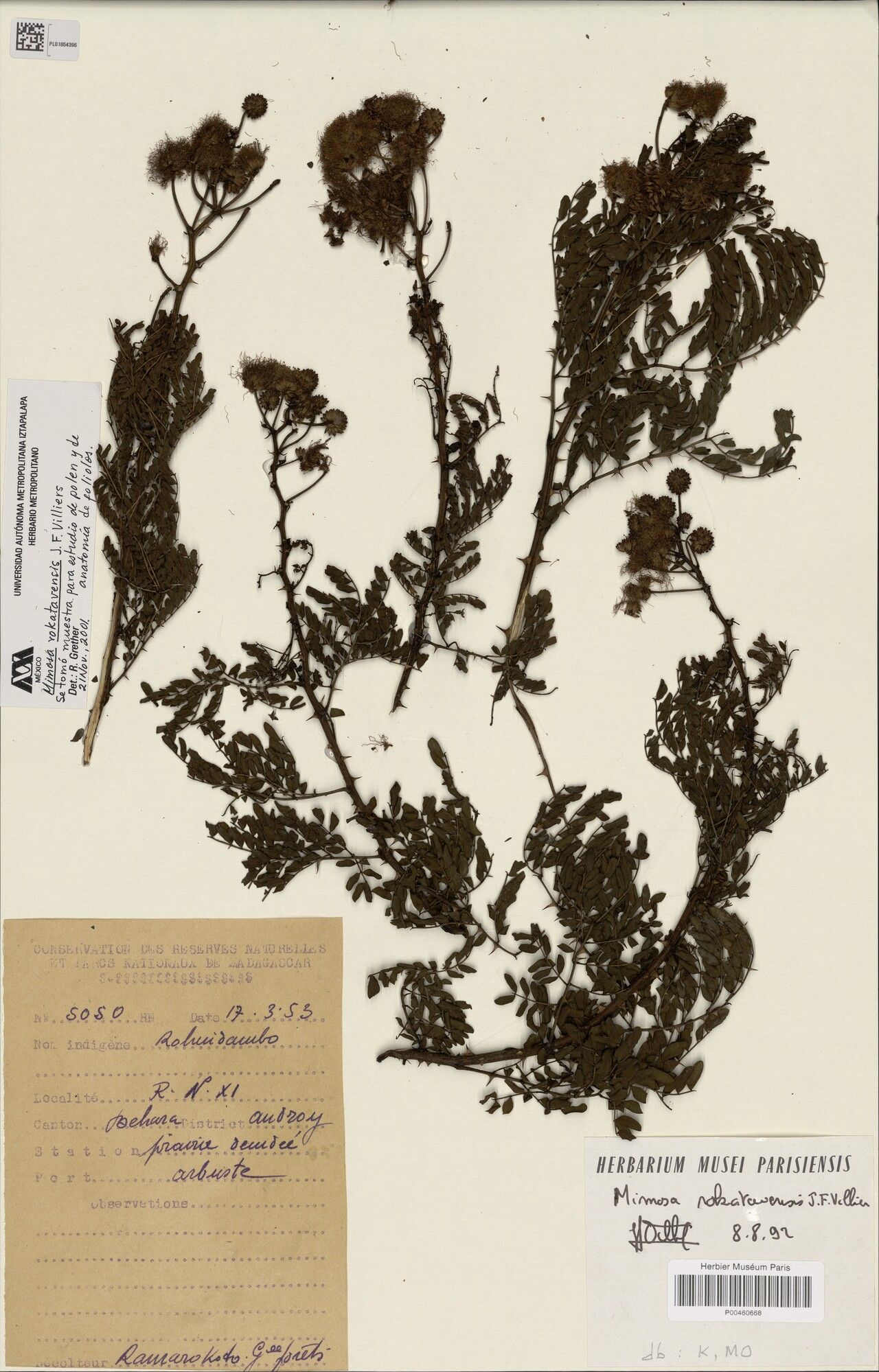 Mimosa rokatavensis — search result for 'Mimosa'