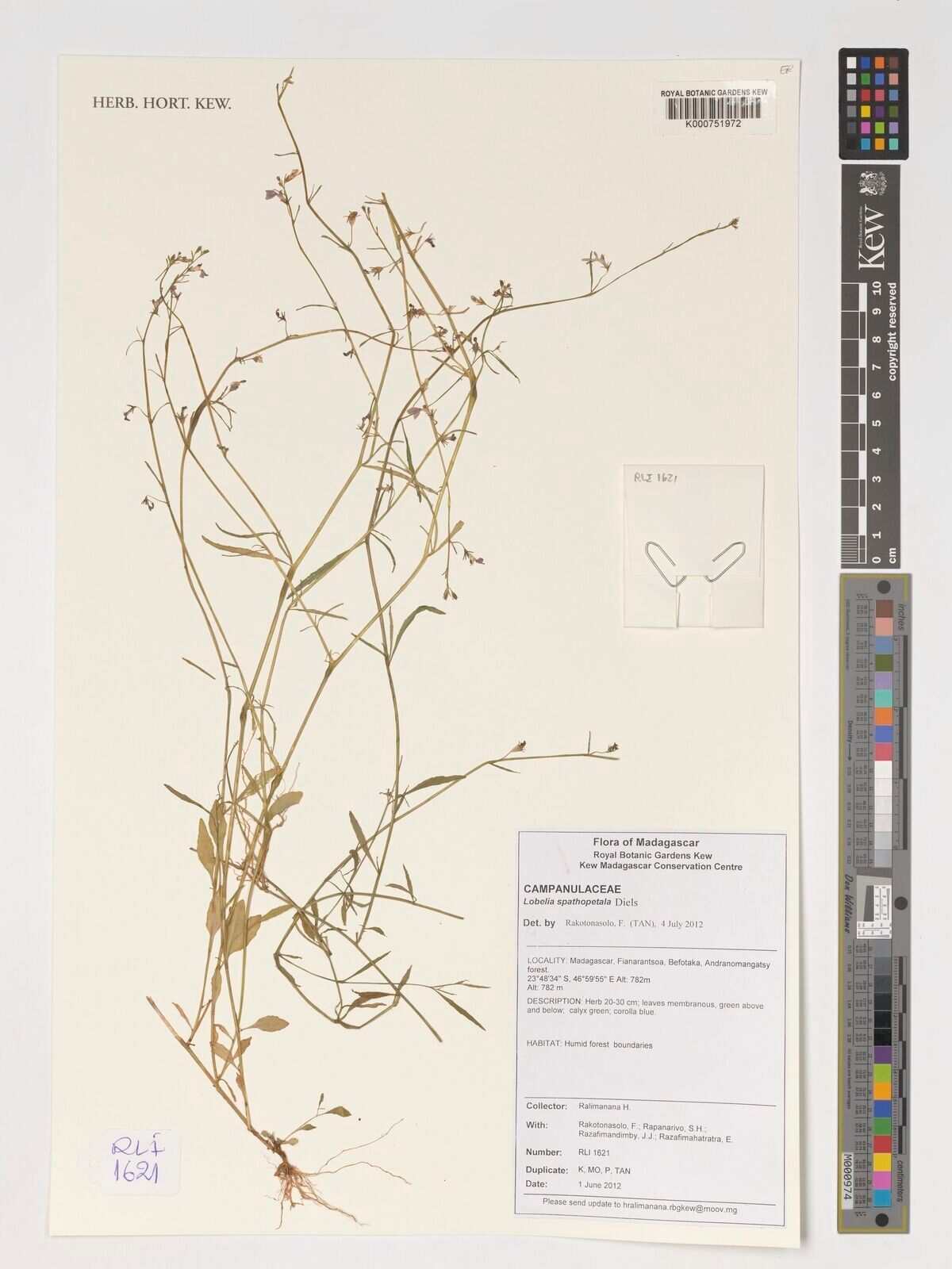 Lobelia spathopetala — houseplant care guide
