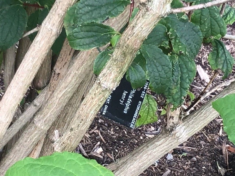 Philadelphus henryi bark