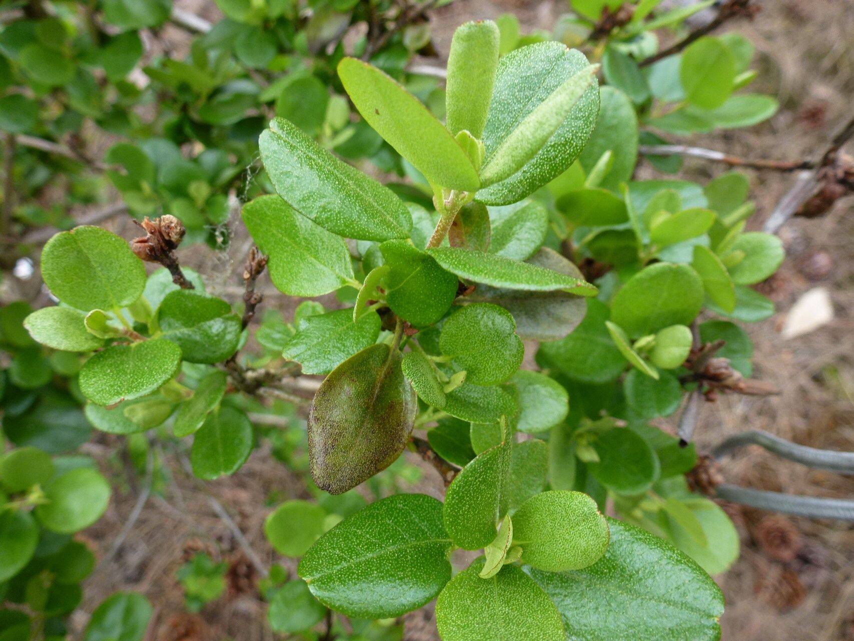 Rhododendron sichotense — houseplant care guide