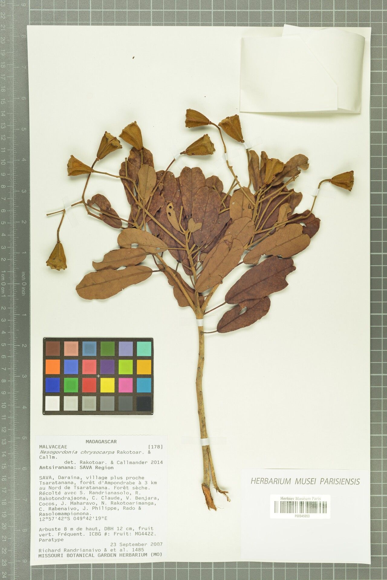 Nesogordonia chrysocarpa — related species from the same genus