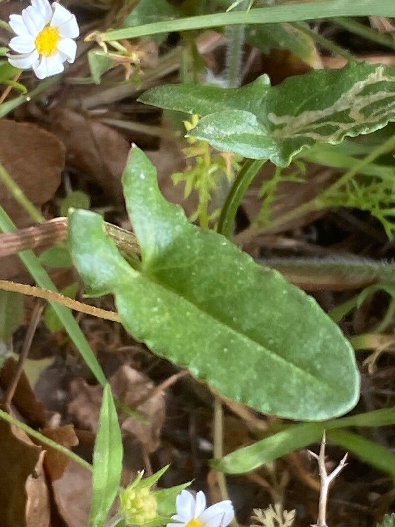 Rumex tuberosus leaf