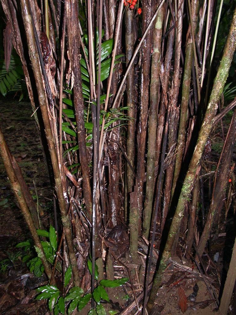 Bactris gracilior habit