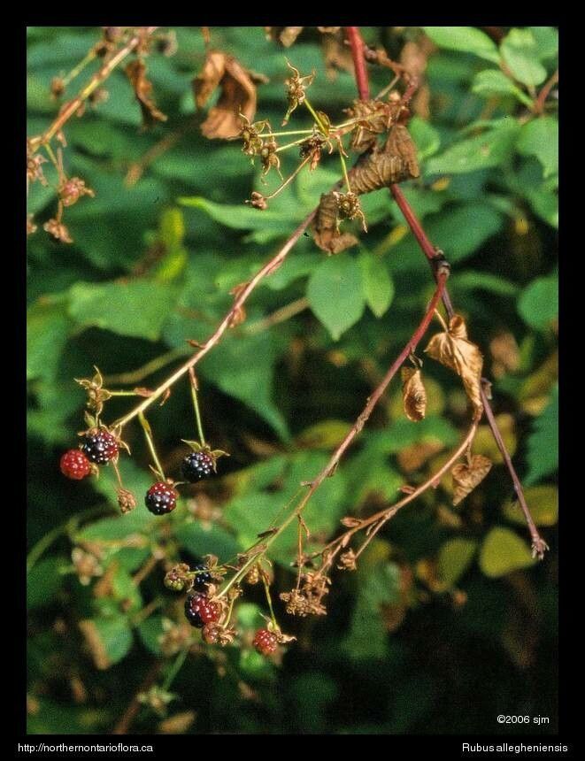 Rubus allegheniensis fruit