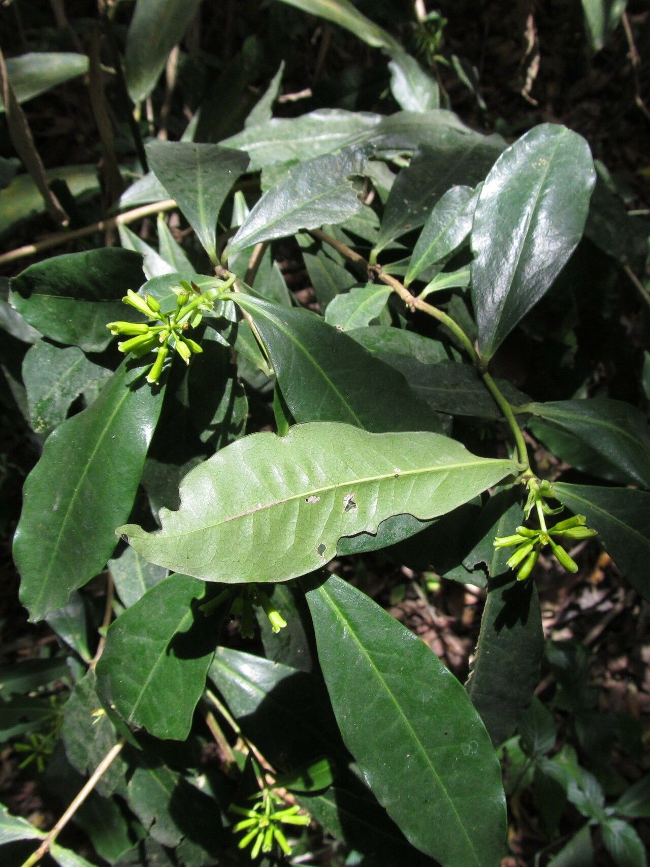 Peddiea africana habit