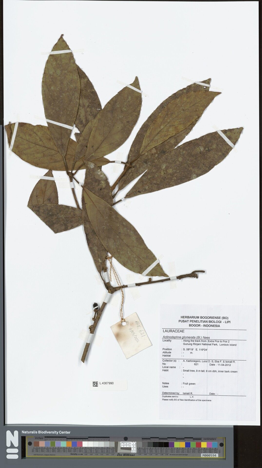 Actinodaphne glomerata — related species from the same genus