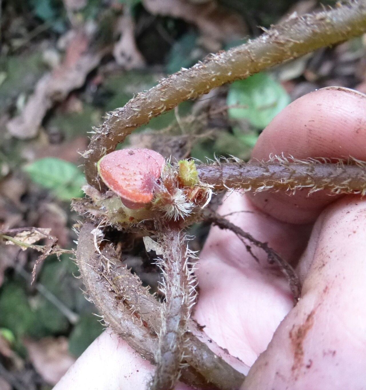 Begonia mildbraedii fruit