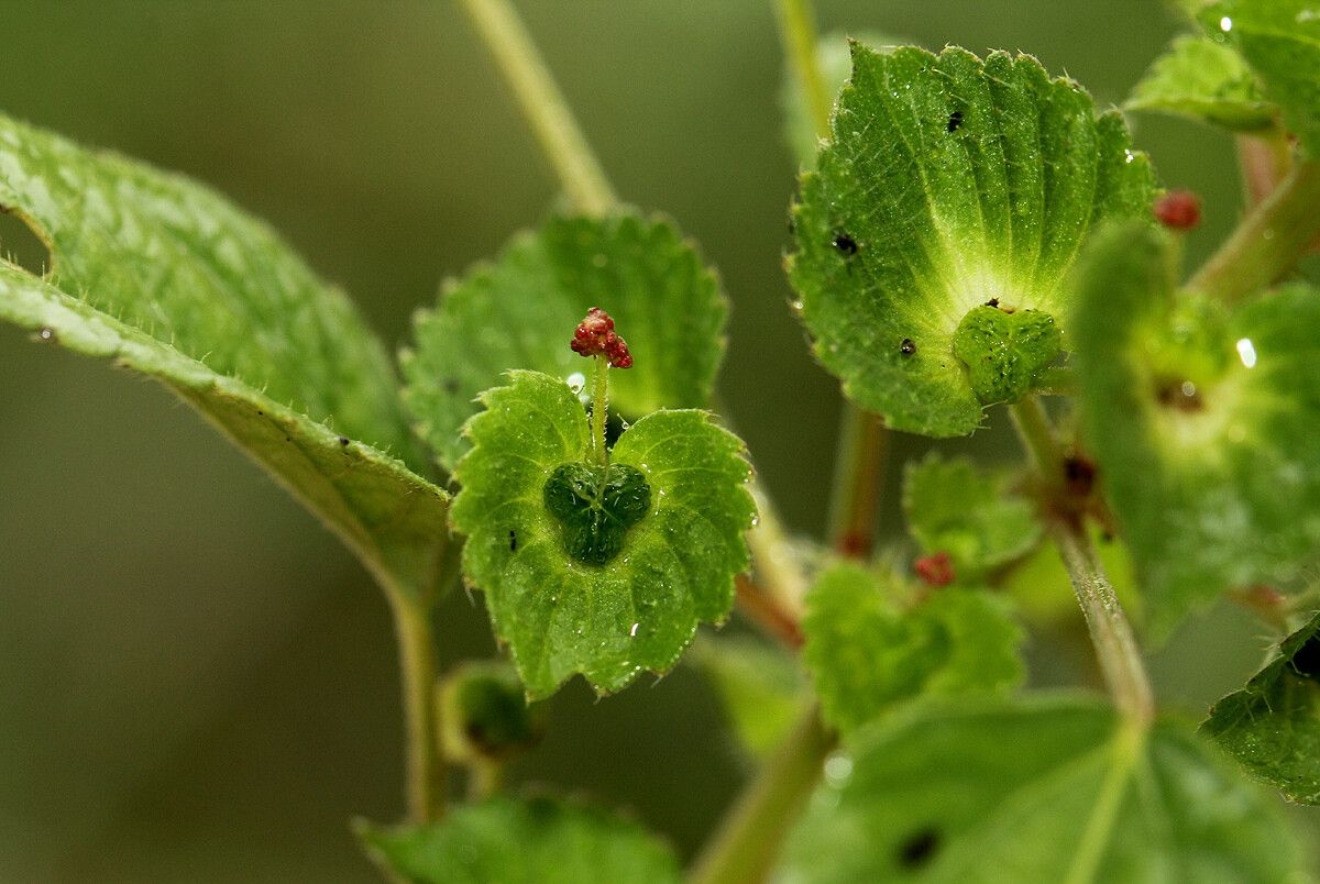 Acalypha segetalis fruit