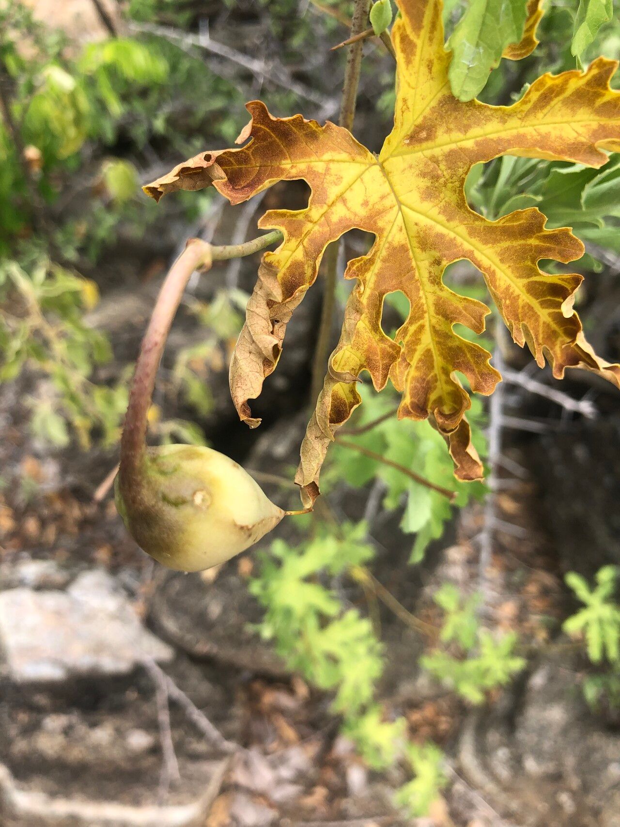 Distimake kentrocaulos leaf