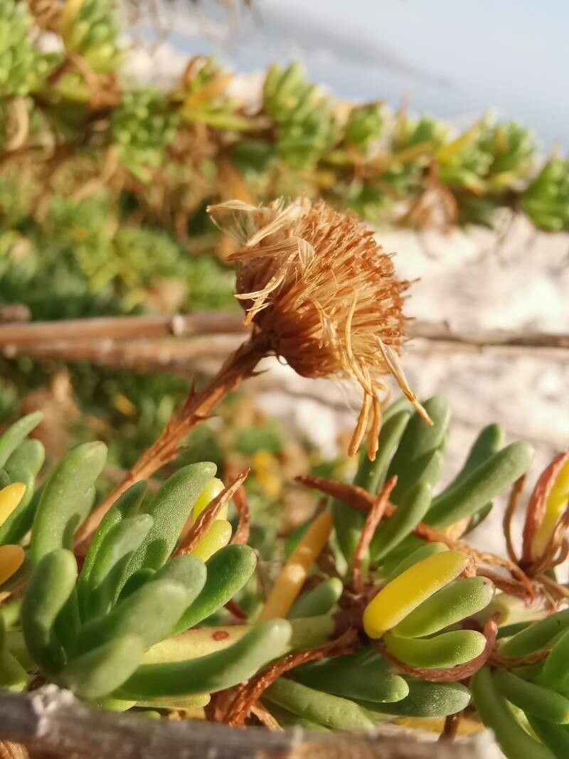 Limbarda crithmoides fruit