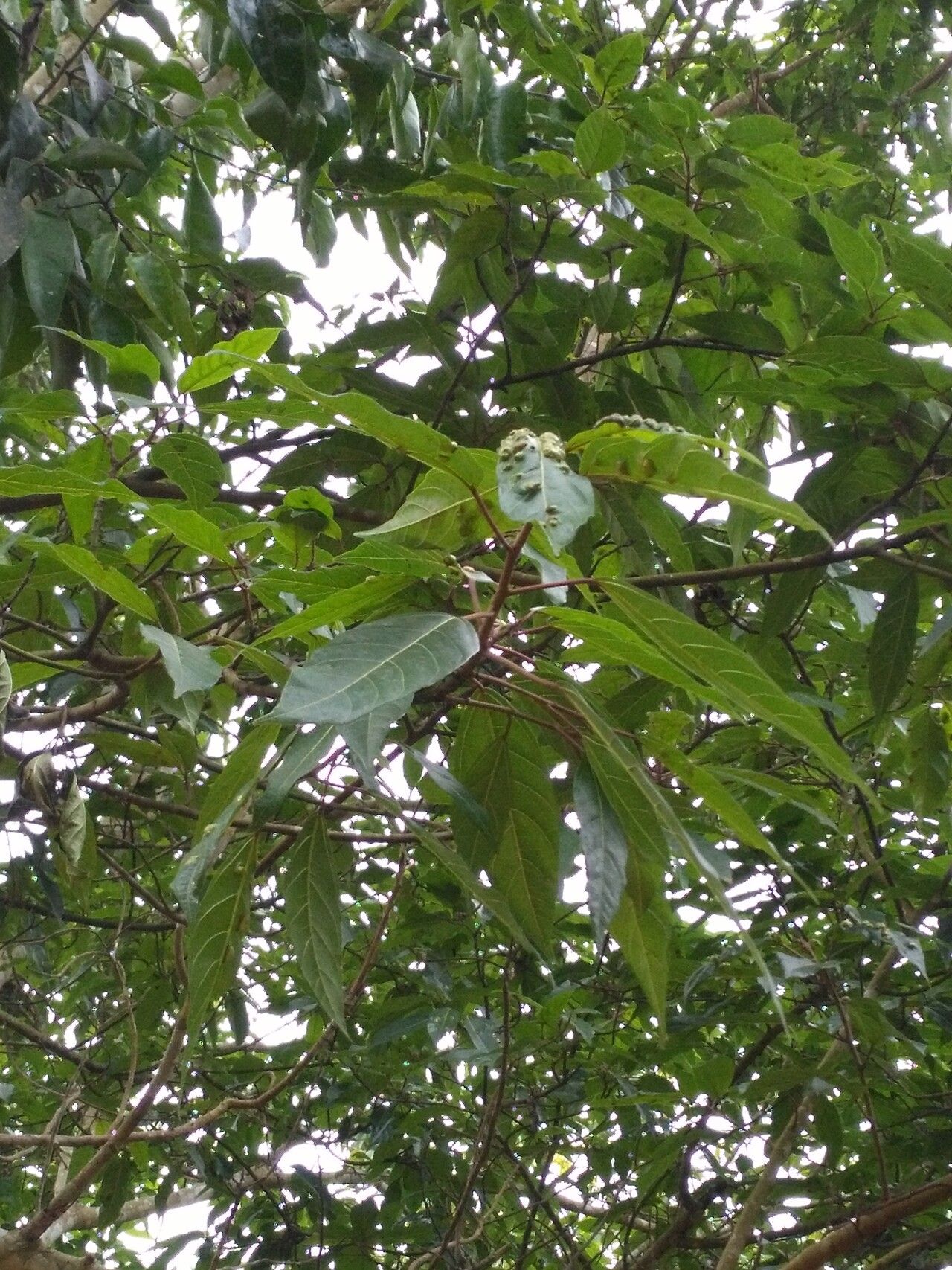 Microcos paniculata — houseplant care guide