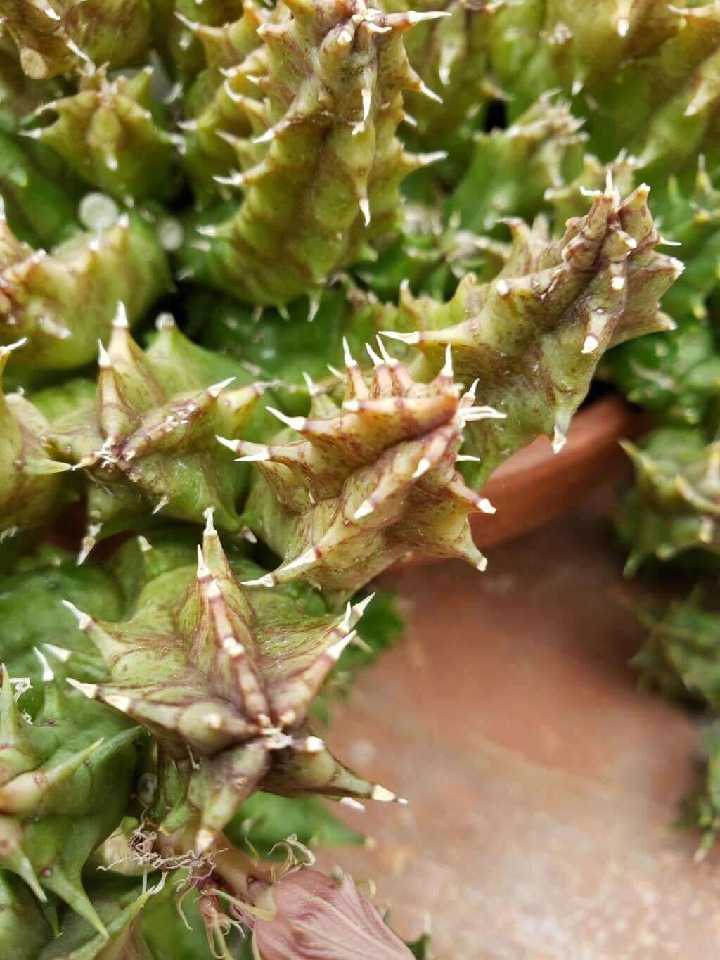 Huernia saudi-arabica — search result for 'Huernia'