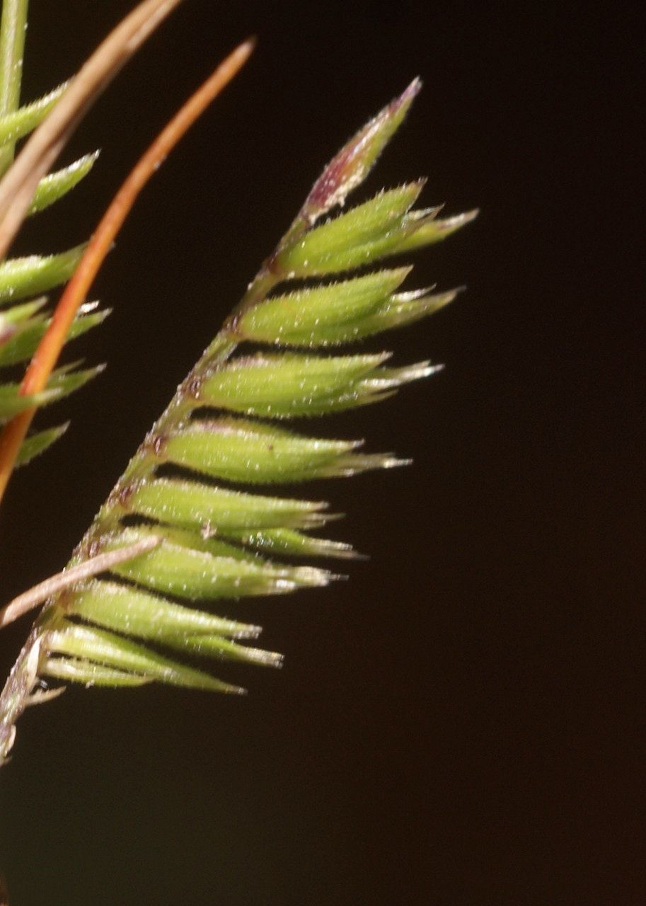 Festuca pectinella — houseplant care guide