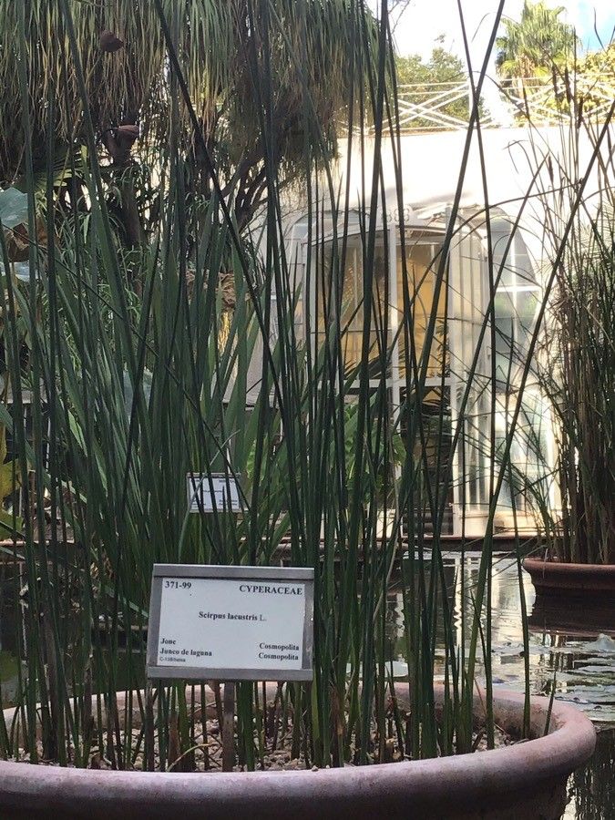 Schoenoplectus lacustris — soil improver houseplant