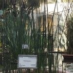 Schoenoplectus lacustris