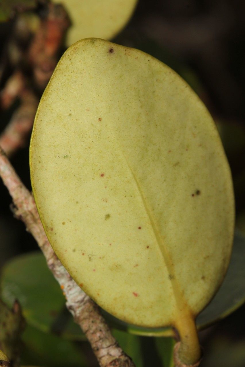 Eugenia kanakana — houseplant care guide