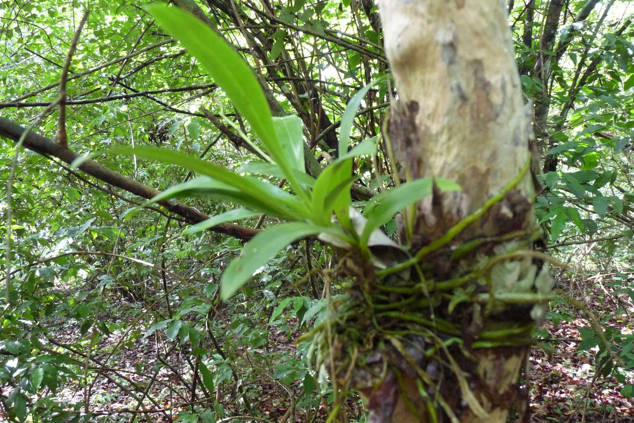 Polystachya laxiflora — search result for 'Tropical West Africa'